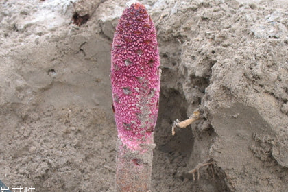 鎖陽(yáng)什么樣的人不能吃（鎖陽(yáng)危害）