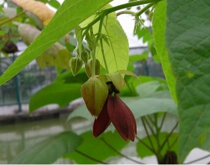 昂天蓮的功效與作用及禁忌