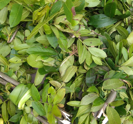 麻柳葉的功效與作用-易網健康<a href=http://m.henggaotouzi.com/jkys/ target=_blank class=infotextkey>養生</a>網 麻柳葉的功效與作用