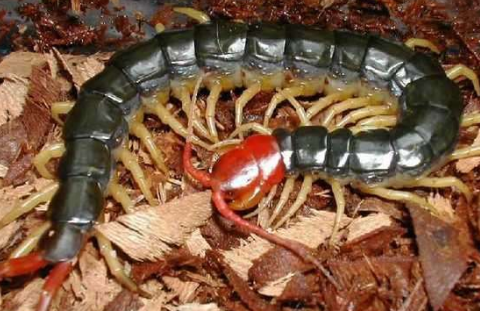 中藥蜈蚣的功效與作用