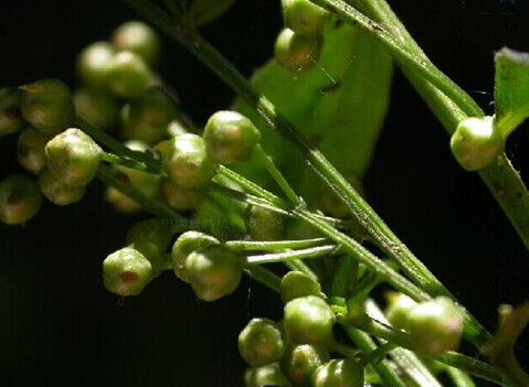 庵閭子的功效與作用及禁忌
