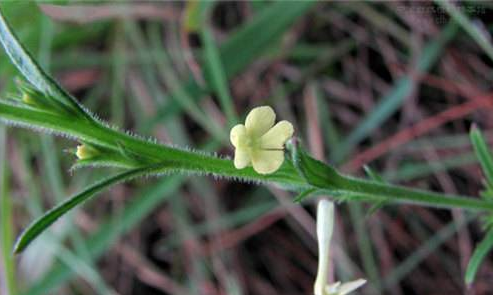 疳積草的功效與作用及禁忌-易網健康<a href=http://m.henggaotouzi.com/jkys/ target=_blank class=infotextkey>養(yǎng)生</a>網 疳積草的功效與作用及禁忌