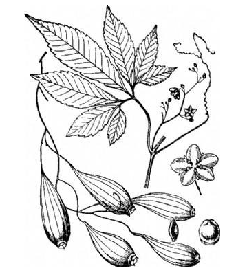 伴蛇蓮的功效與作用及禁忌_食用方法