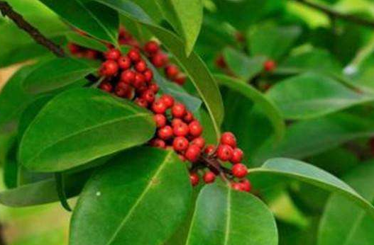 救必應的功效與作用及禁忌