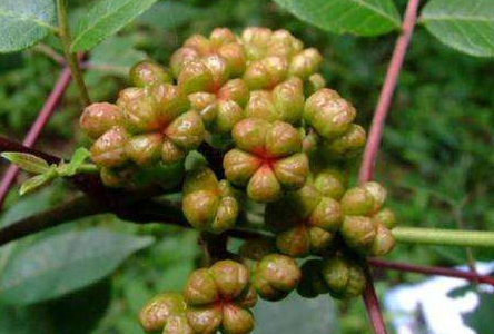 吳茱萸敷腳心的功效與作用