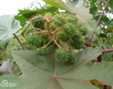 天麻子的功效與作用及禁忌