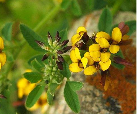 花苜蓿的功效與作用及禁忌_副作用及食用方法
