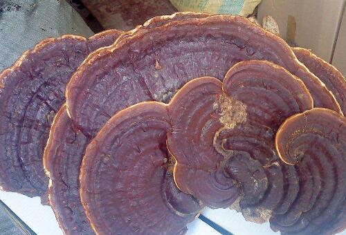 無柄靈芝和靈芝的區別 吃靈芝的好處