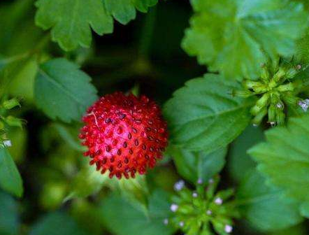 蛇莓的功效與作用-易網健康<a href=http://m.henggaotouzi.com/jkys/ target=_blank class=infotextkey>養生</a>網 蛇莓的功效與作用