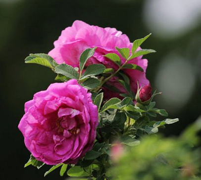 重瓣紅玫瑰功效與作用-易網<a href=http://m.henggaotouzi.com/ target=_blank class=infotextkey>健康養生</a>網 重瓣紅玫瑰功效與作用