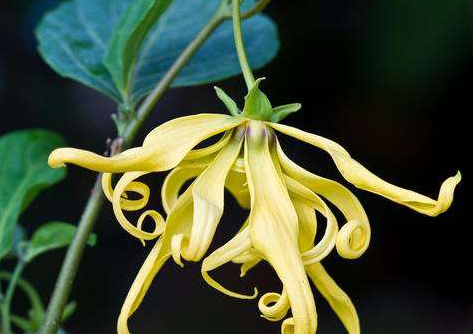 依蘭花的功效與禁忌（依蘭花能催情嗎）