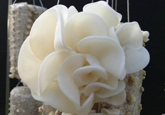 白木耳的功效與作用