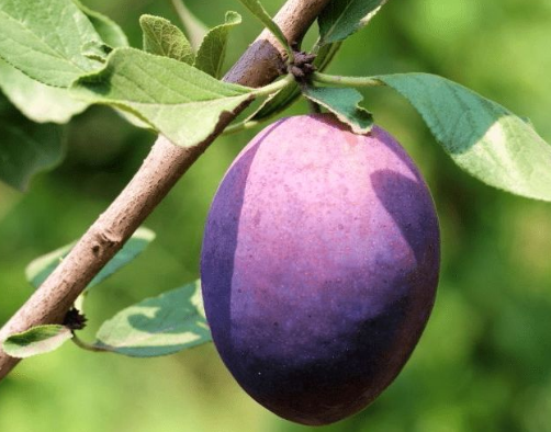 西梅的功效與作用禁忌