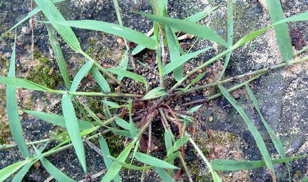 畫眉草的功效與作用-易網<a href=http://m.henggaotouzi.com/ target=_blank class=infotextkey>健康養生</a>網 畫眉草的功效與作用