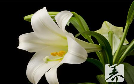 百合子的功效與作用及禁忌_副作用及食用方法