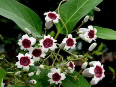 雞矢藤的功效與作用及禁忌