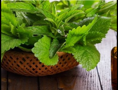 薄荷油的功效與作用及禁忌