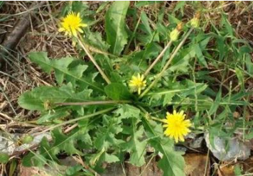 婆婆丁曬干泡水的功效