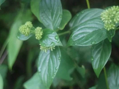 牛白藤的功效與作用及禁忌