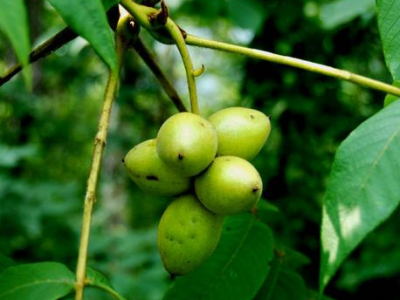 核桃楸的功效與作用及禁忌