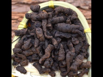 鹽巴戟天的功效與作用及禁忌