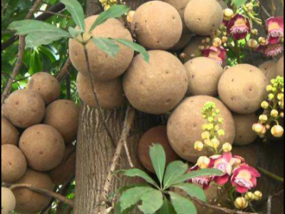 炮彈果的功效與作用及禁忌