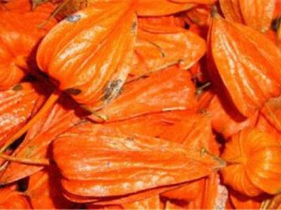 苦姑娘皮泡水喝功效