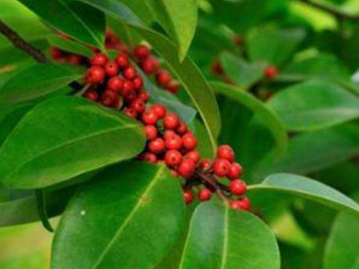 救必應(yīng)的功效與作用及禁忌