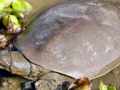 鱉脂的功效與作用及禁忌_食用方法