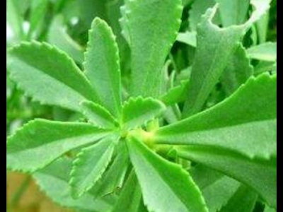 土田七的功效與作用_藥用價值