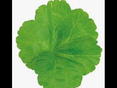 菊花葉的功效與作用及禁忌_副作用及食用方法