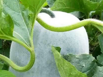 去眼袋最有效的土方法（6個去眼袋的妙招）