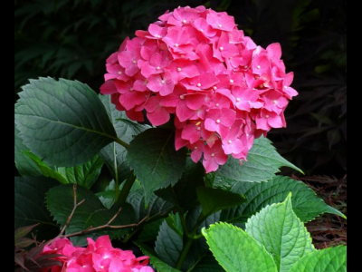 八仙花的功效與作用及禁忌_食用方法