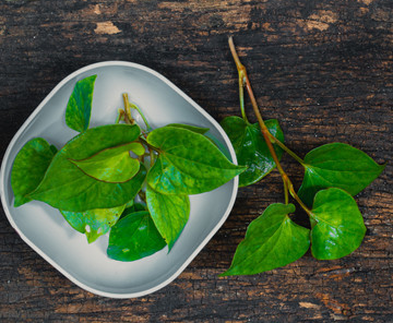 憂遁草的主治功能