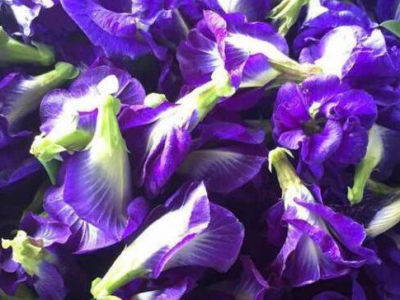 蝶豆花的功效與禁忌