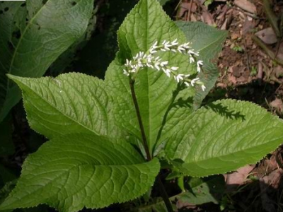 四塊瓦的功效與作用及藥用價(jià)值