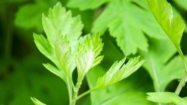 艾草怎么用才治宮寒