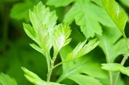 艾蒿怎么吃好（艾蒿怎么用好）