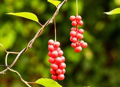 五味子10克有幾粒