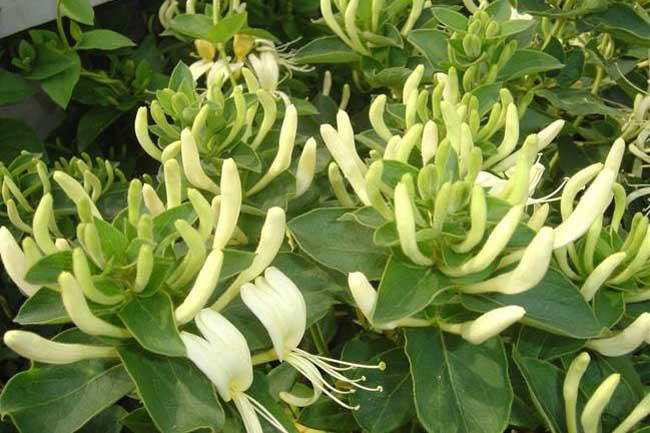 金銀花開花的好還是不開花的好