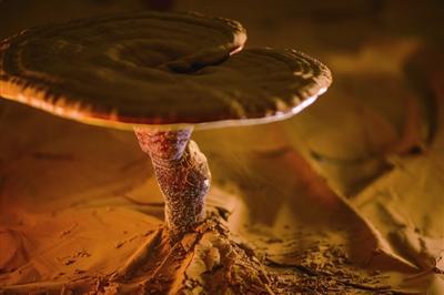 靈芝泡水喝的七大禁忌？和作用