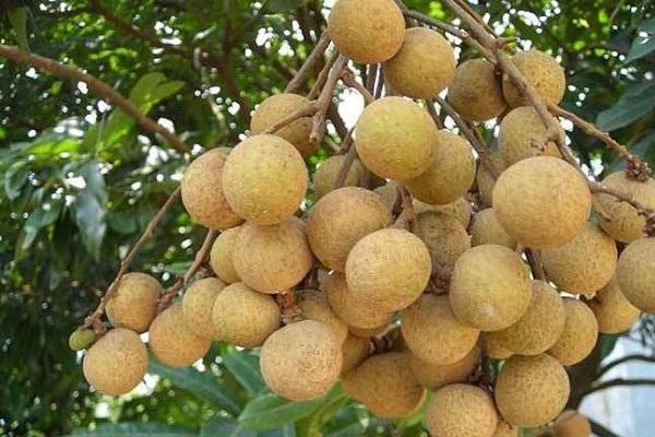 桂圓和龍眼的區別