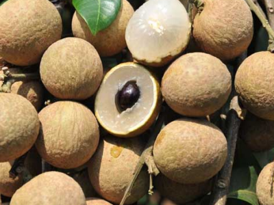 龍眼肉的功效與作用 吃龍眼肉的好處