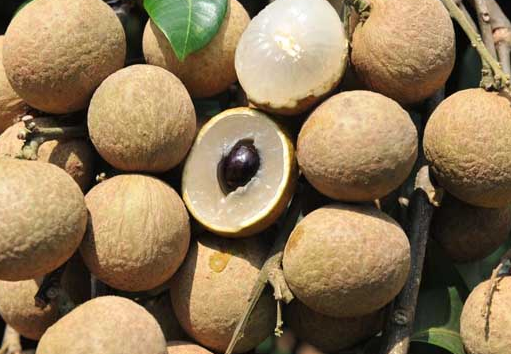 龍眼殼的神奇功效-易網健康<a href=http://m.henggaotouzi.com/jkys/ target=_blank class=infotextkey>養生</a>網 龍眼殼的神奇功效