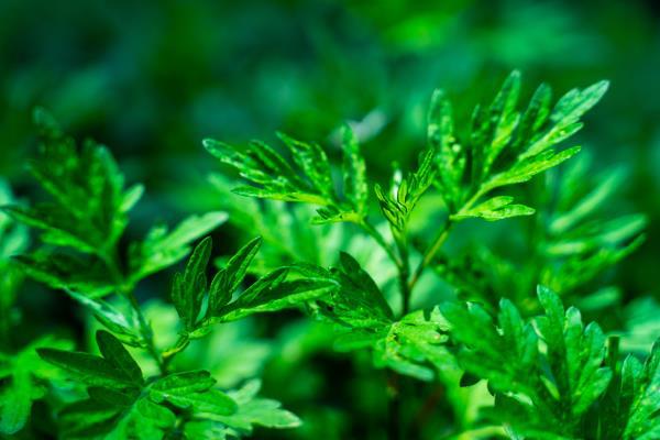 長期手腳冰涼怎么調理，4種治療手腳冰涼的土偏方