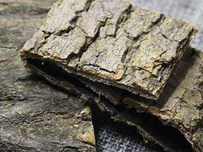 一味草藥治坐骨神經痛，坐骨神經痛最佳中藥方