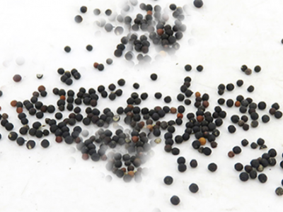 王不留行可以經常吃嗎？三個王不留行的副作用