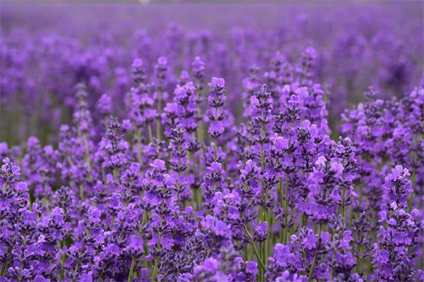 薄荷驅蚊嗎？薰衣草驅蚊嗎