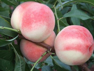 桃學名：桃，英文：peach