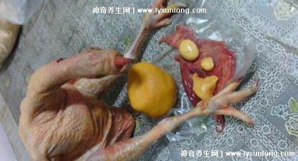 牛黃是什么東西多少錢一克，牛膽囊的膽結(jié)石500元/克(圖片)